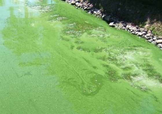 Image: blue-green algae