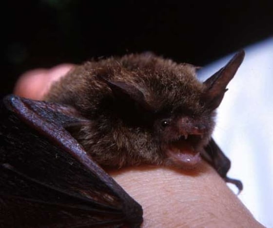 Image: Bat