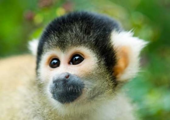 Image: Squirrel monkey