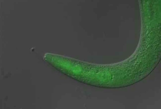 This tiny worm became temporarily paralyzed when scientists fed it a light-sensitive material, or "photoswitch," and then exposed it to ultraviolet light.