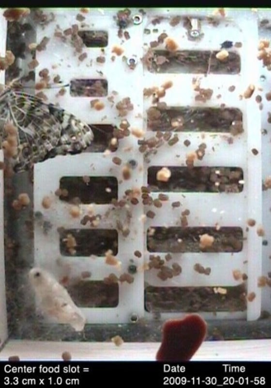 Image: Butterfly in space