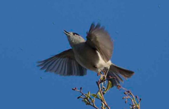 The European blackcaps (a male is shown here) have split into two non-breeding populations due to one group relying on wintertime feeding by humans. 