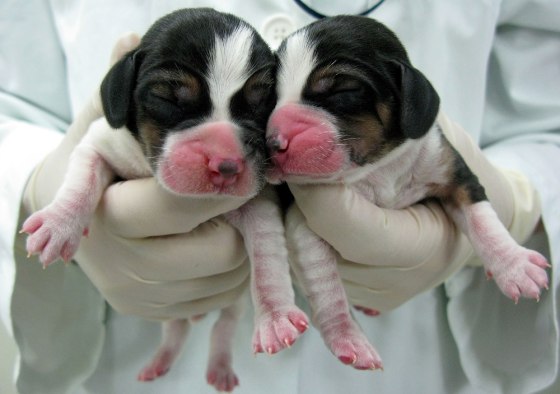 Image: Korean Researchers Complete Dog Cloning From Fat Stem Cells