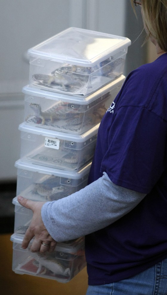 Image: Containers holding different kinds of lizards