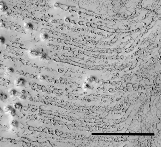 Image: Chains of crater marks on Mars