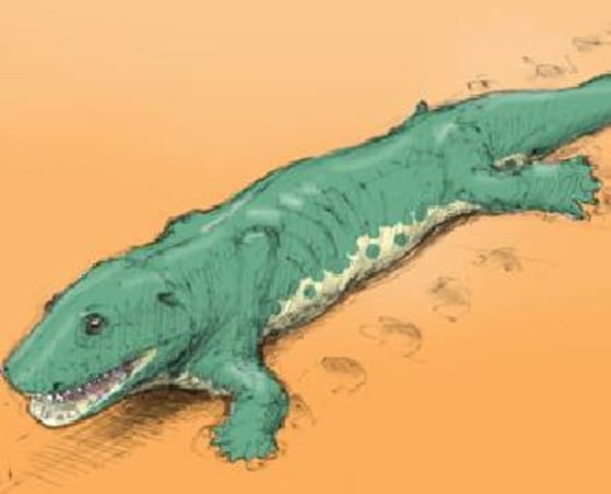 This sketch shows a Devonian tetrapod making tracks. The depiction is based on a Greenland species from the Late Devonian but is a reasonable approximation of the creature that made footprints in Poland.