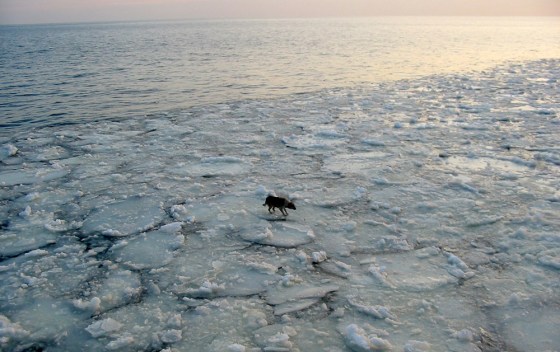 Image: A lonely dog is seen floating on ice floe 15 miles off the Polish Baltic Sea coast