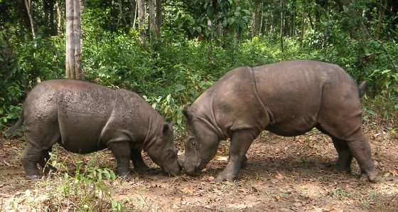Image: rhinos Ratu and Andalas