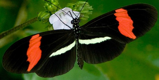 Image: Heliconius erato butterfly
