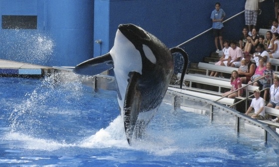 Image: SeaWorld performance