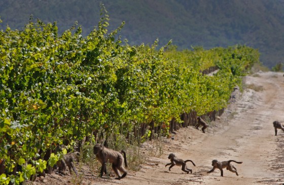 Image: Baboon's run past a vineyard on the Constantia Uitsig wine estate situated on the outskirts of Cape Town, South Africa