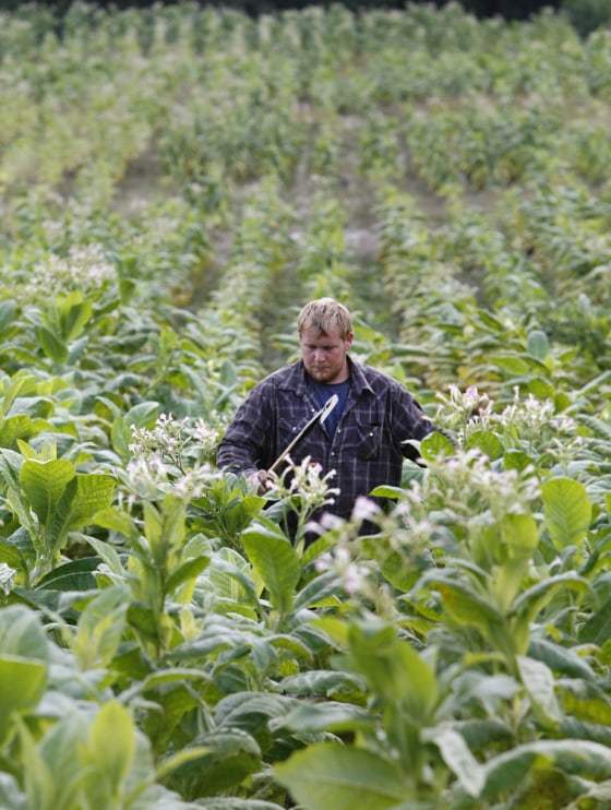 Scientists look to tobacco as a potential biofuel