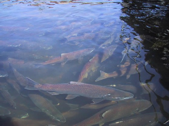 These salmon from a hatchery in Issaquah, Wash., have to navigate miles of streams that flow alongside roads.