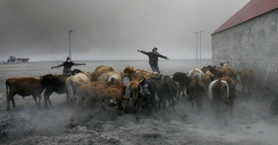 Image: Farmers team up to rescue cattle