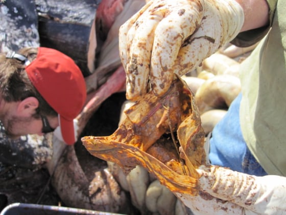 This plastic bag was among the trash items found inside the gray whale that died on a West Seattle beach.