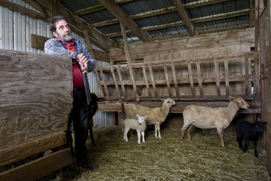 Image: Conrad and lambs