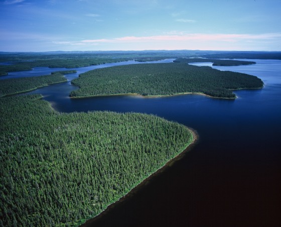 This forest near Quebec is already protected and large regions of similar caribou habitat to the south will be removed from logging under an agreement between forest companies and environmentalists. 