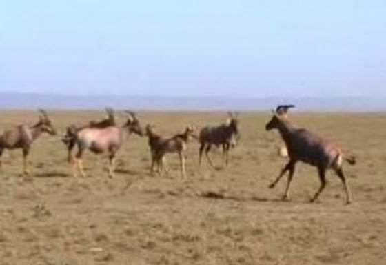 Image: Antelopes