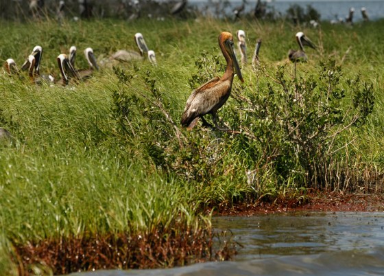 Image: Oil-stained brown pelican