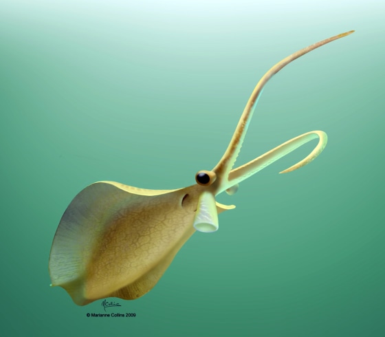 Image: The Cambrian carnivore, Nectocaris pteryx.