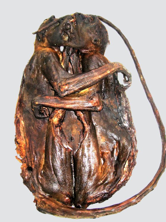 Image: A species of primate which was smoked prior to transportation
