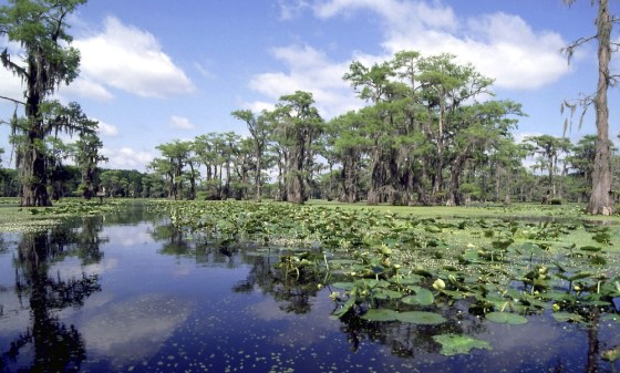 Image: Travel Caddo Lake
