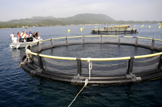 Image: To match Feature FISHERY-GROWTH/