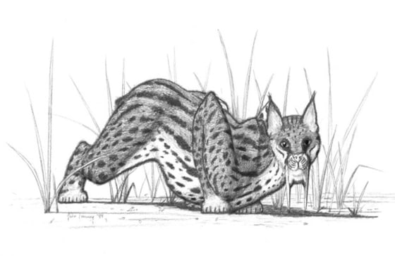 Image: Saber-toothed cat