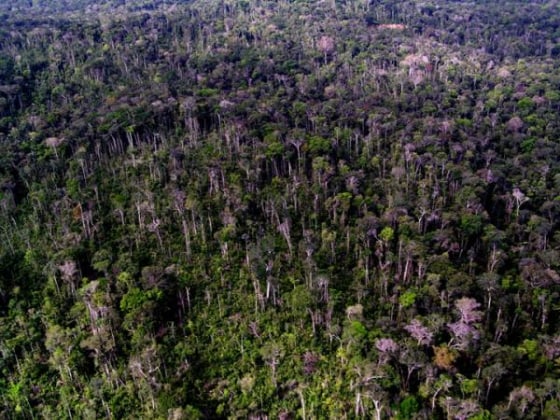 Trunks of living trees can be seen two years after a 2005 storm toppled many others, tearing open what was a closed, green canopy in this stretch of Amazon forest near Manaus, Brazil.
