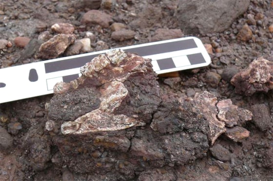 Image: primate skull