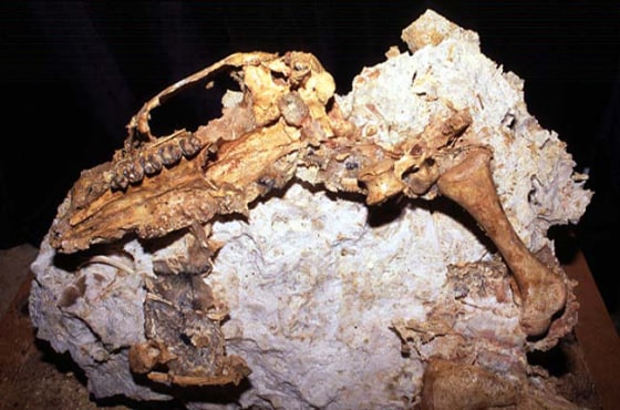 Image: Marsupial