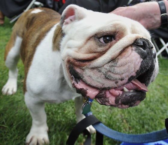 Image: Bulldog
