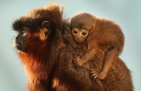 A Baby Monkey Is The First To Be Born In The New Rainforest Biome