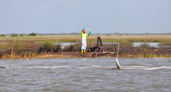 An oil spill worker handles an oil-soaked boom in a marsh off of Cocodrie, La., on July 13. About 234 miles of the Gulf's marsh coastline have been hit by oil.