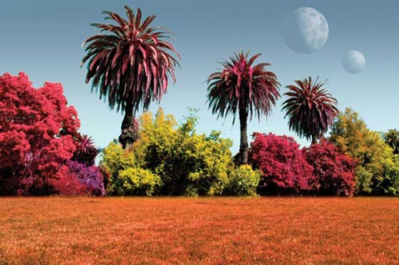 Image: Artist's rendition of alien plants, in different colors
