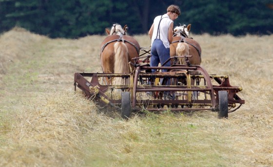 Image: A young Amish man turns over his crop on a farm in Parkman, Ohio