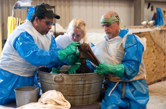 Image: Volunteers clean oiled bird