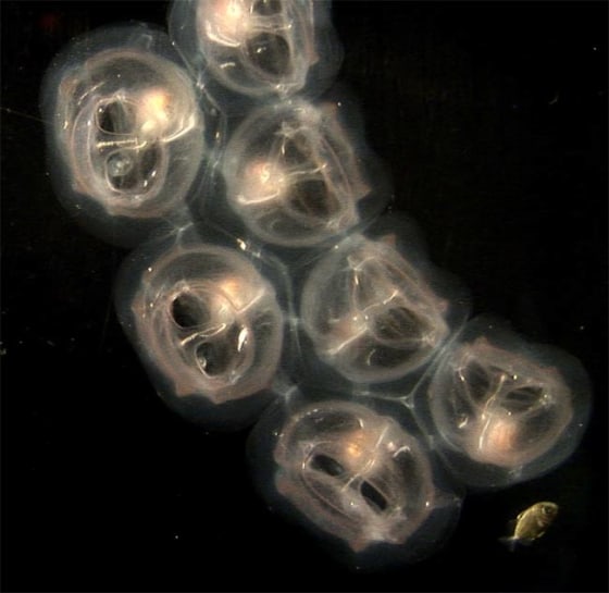 Image: Ocean salps