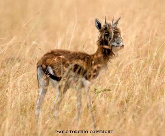 Image: Bearded antelope