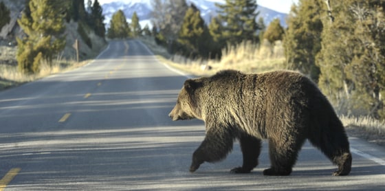 Image: grizzly bear near Yellowstone Park