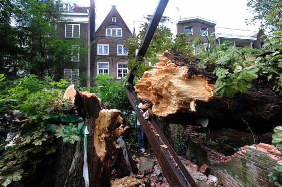 Image: Anne Frank's chestnut tree falls