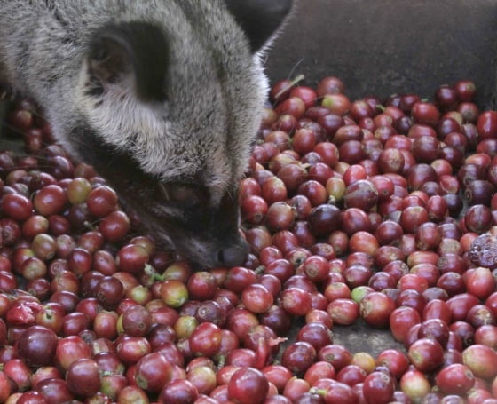 Poop-coffee war pits purists vs. producers