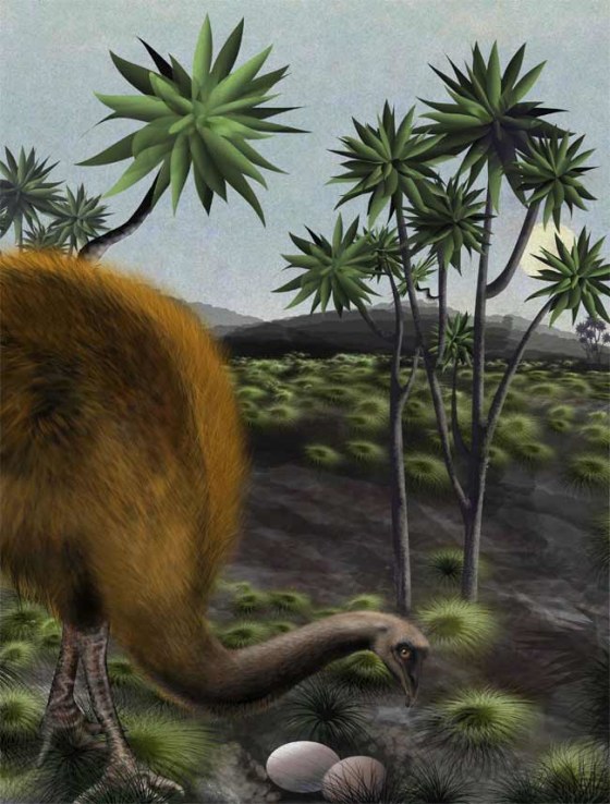 Image: Illustration of moa with eggs