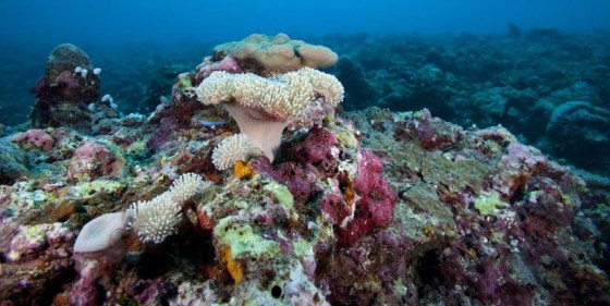 Image: Coral