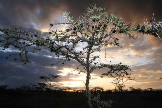 Image: Acacia drepanolobium tree