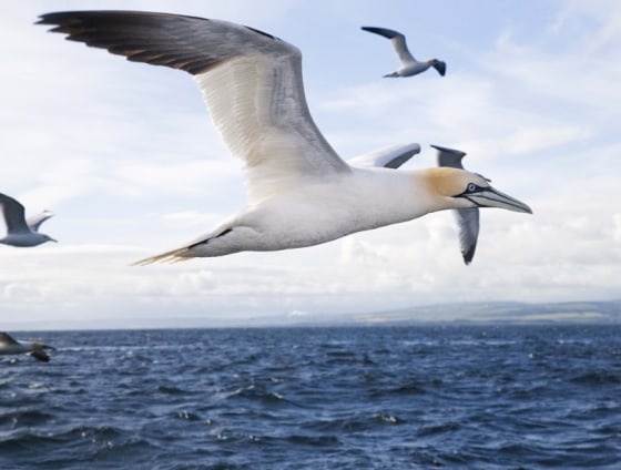 Image: Migratory birds