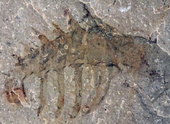 Image: Cambrian