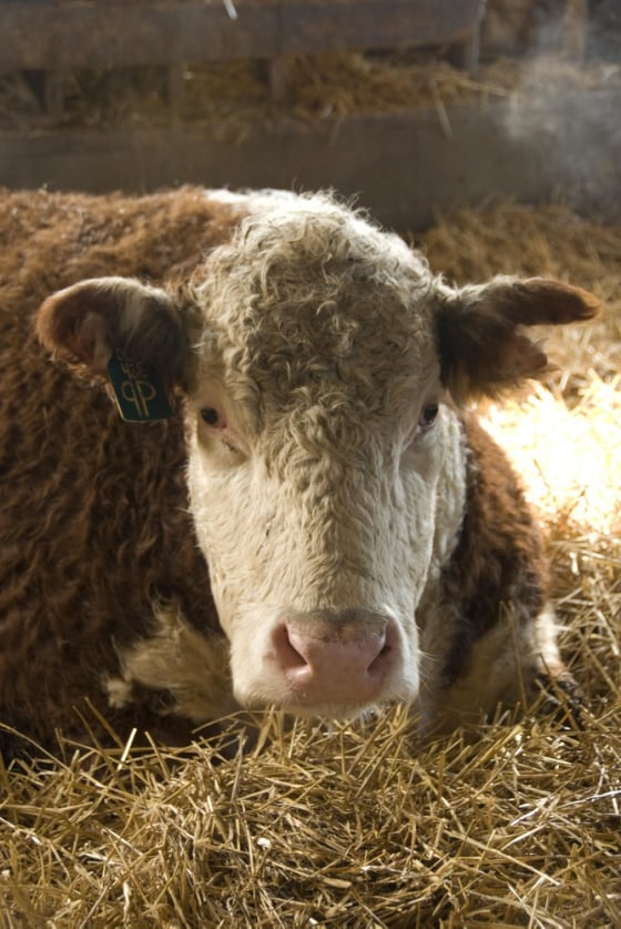 Image: A healthy cow
