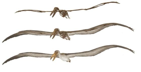 Image: Prehistoric bird