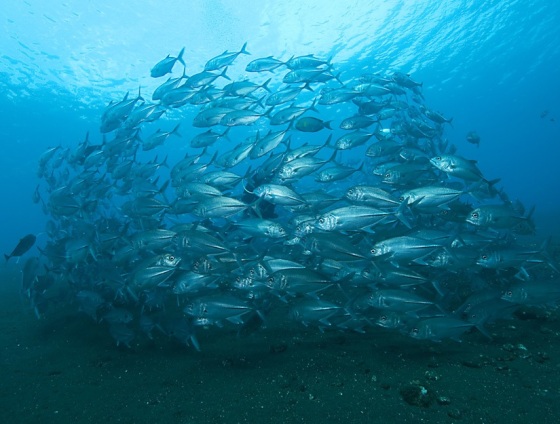 Image: Fish schools